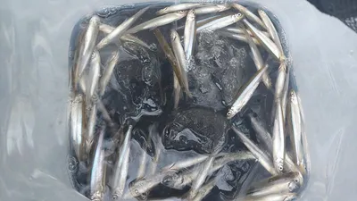 마릿수 대박 경북북부권 의성빙어얼음낚시 붕어 얼음낚시 