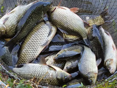 경북북부권 조황입니다 ~