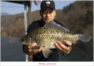 솔 43 cm  대물 조황..