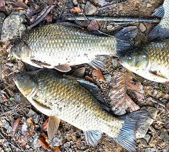 풍성한 한가위 되십시오.