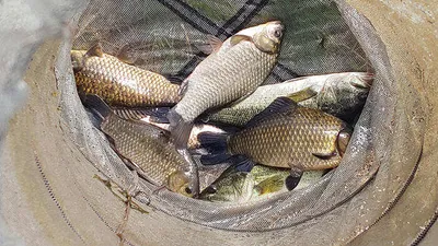 경북 중부권 조황입니다 