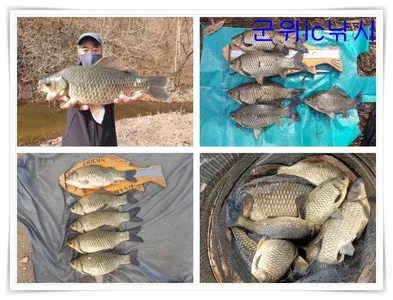 봄붕어 대물마릿수 조황 ~~