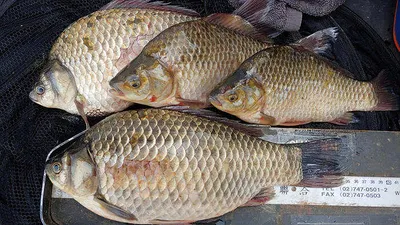 의성권 조황입니다 