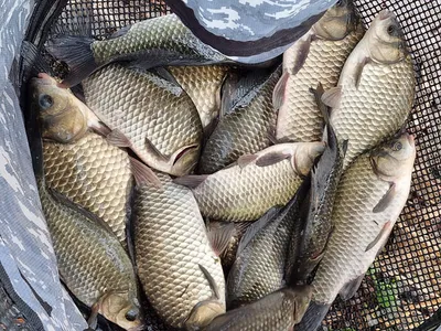 나날이 굵어지는 가을 대물붕어들~