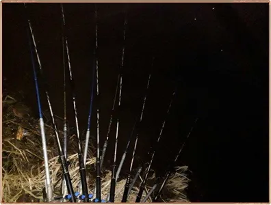 진위천 조황 소식