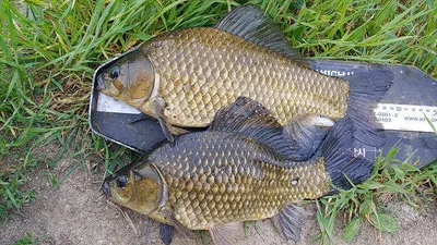 수로물이유입되는 의성서부권 배수걱정없는 의성동부와 북부 저수지들 