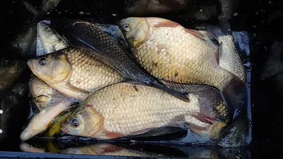 경북북부권 조황입니다~