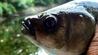 여름낚시의 시작-장마를 앞두고....