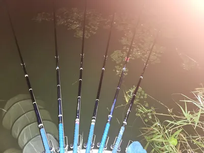 평택호 진위천 조황 소식