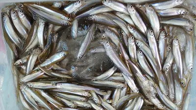 경북의성 빙어얼음낚시 대박잔치~