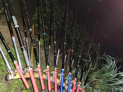 평택호 진위천 조황 소식