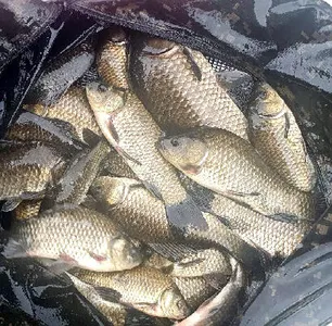 8월에 드리는 조황안내 입니다.