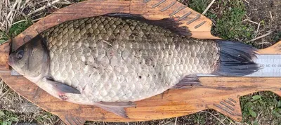 본격적으로 시작된 두창지