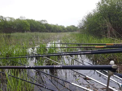 진위천 조황 소식