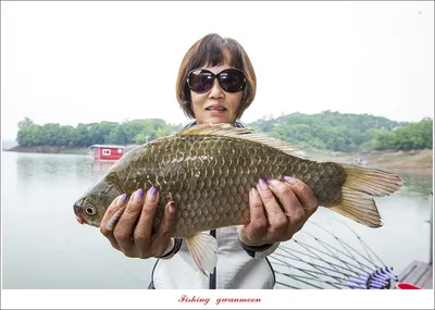 목벌 44 cm..40.5 cm..돌감 40 cm..한버들..화곡지 호조황..