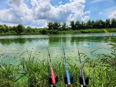 평택호 진위천 남양호 조황 소식