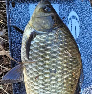 만추-11월의 조황안내 입니다.