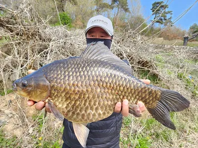 경북북부권 또 5짜 붕어