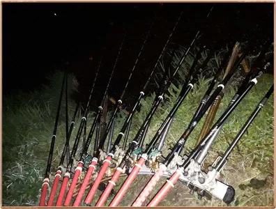 진위천 조황소식