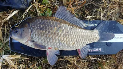 경북의성권 조황입니다 