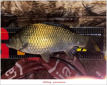 충주호 노지 조황 및 한버들 월척 조황..