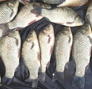 8월중순-마릿수 붕어가 가능한 시기