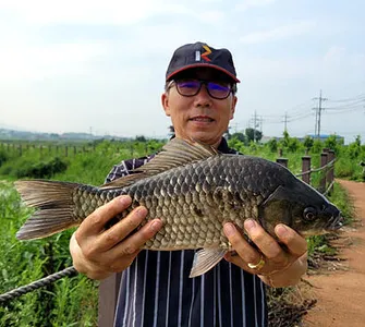 삼복지절에 드리는 조황안내 입니다.