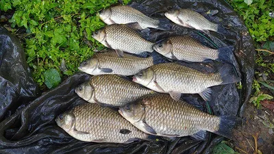 대물낚시의 황금기 경북북부권 ~