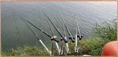 진위천 조황 소식