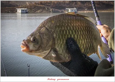 한버들 4 짜 조황..