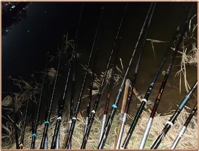 진위천 평택호 조황 