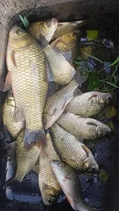 의성권 조황입니다 ~