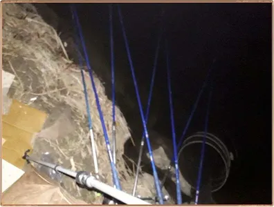 진위천 조황 소식