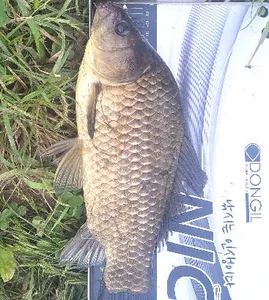 5월의 시작 - 첫주에 드리는 조황안내 입니다.