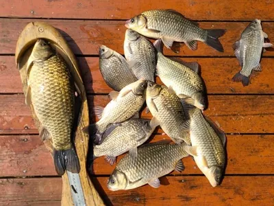 4짜를 비롯한 붕어들===송전지