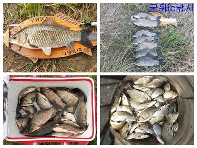 위천강 10월,11월 조황보고와 막바지 물낚시 예고 ~~