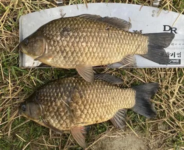 고삼지의 저력은 지금부터입니다