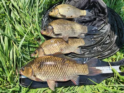 오짜 사짜 월척마릿수~