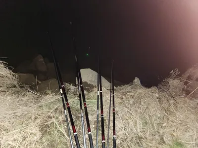 평택호 진위천 조황 소식