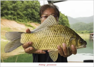 솔 4 짜 및 마릿수 월척 조황..