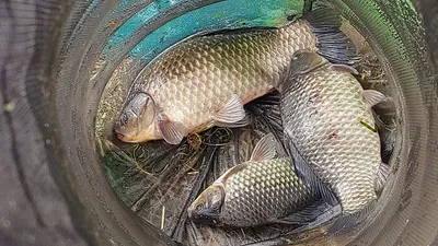 경북북부권 부분적인산란중 대물들~