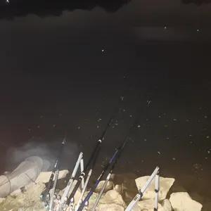 평택호 진위천 조황 소식