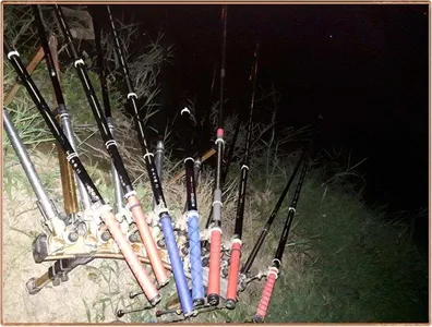 진위천 조황 소식