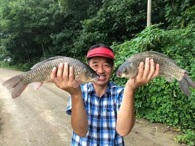 고삼지---노지의 대물