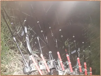 진위천 평택호 조황 