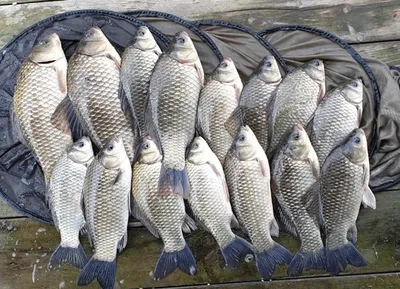 [고삼지] 노지의 붕어들