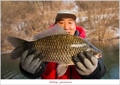 솔 43 cm  대물 및 월척 조황..