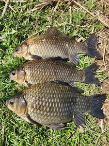 경북북부권 산란중입니다 