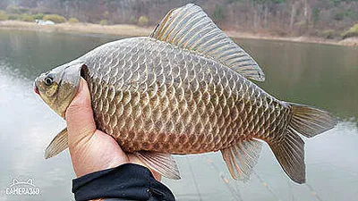 4월 중순에 드리는 봄붕어 소식 입니다.