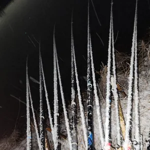 진위천 조황 소식